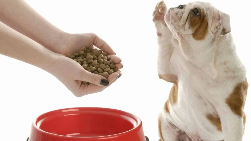 Sai lầm nghiêm trọng khi chăm sóc chó gầy