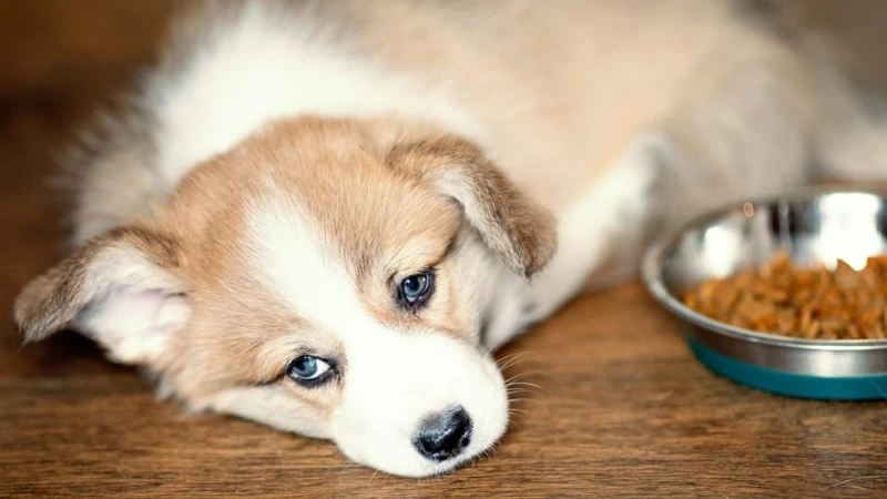 Cách vỗ béo cho chó gầy