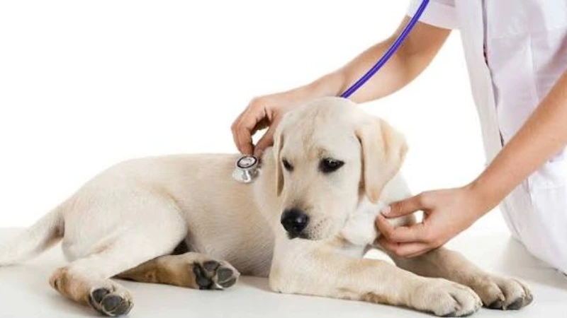 Các xử lý khi chó bị suy dinh dưỡng