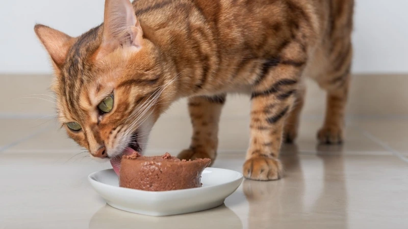 Hướng dẫn chọn pate phù hợp cho từng giai đoạn phát triển của mèo