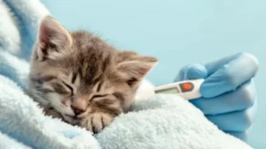 Mèo bị tiêu chảy nên ăn gì