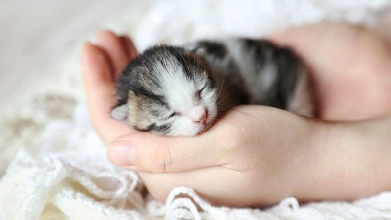 Mèo con mấy tháng ăn được cơm