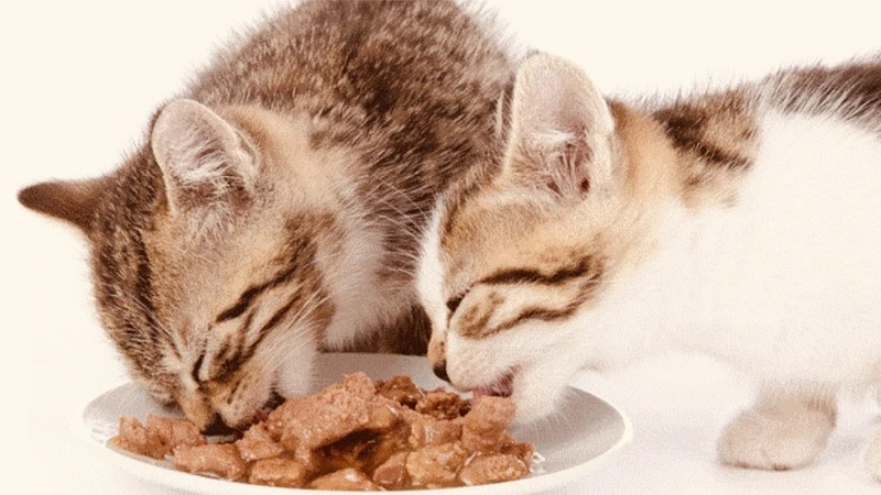 Mèo con mấy tháng tuổi ăn được thức ăn khô