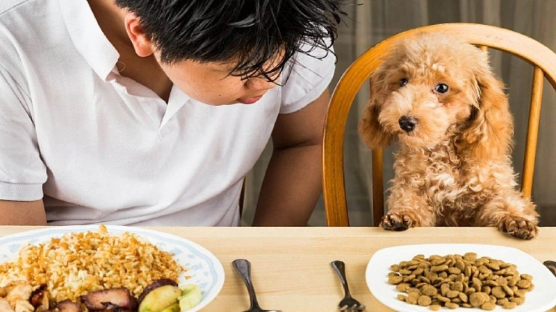 Nhận biết thức ăn hạt cho chó con không bị tiêu chảy