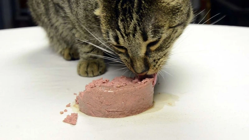 Tiêu chí nhận diện pate mèo ngon