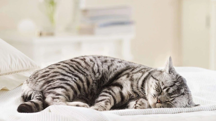 Độ tuổi triệt sản của mèo được khuyến nghị