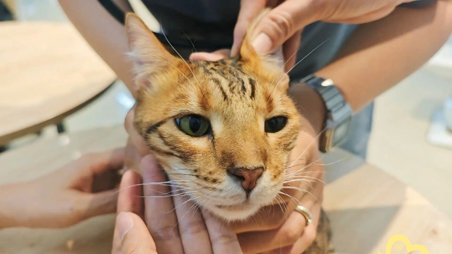 Mèo biếng ăn bao lâu thì nguy hiểm